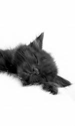pic for Sleeping Kitten